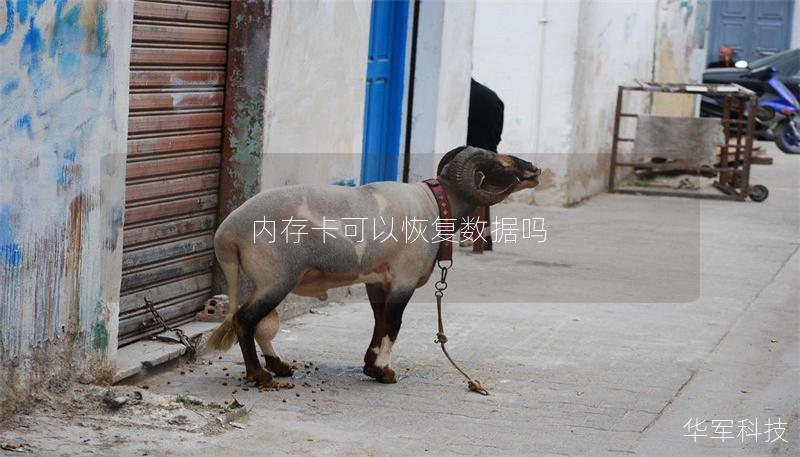 内存卡可以恢复数据吗